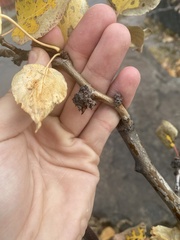 Aceria parapopuli