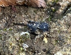 Paratettix mexicanus