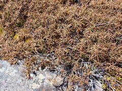 Dracophyllum recurvum