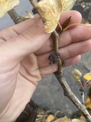 Aceria parapopuli