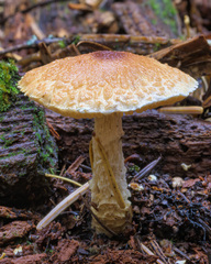 Lepiota magnispora