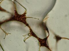 Cribraria mirabilis