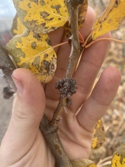 Aceria parapopuli