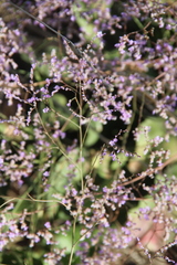Limonium meyeri