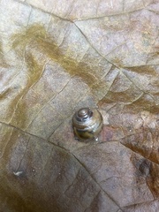 Gastrodontidae
