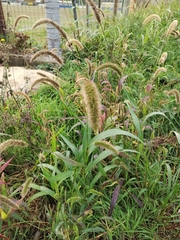 Setaria viridis pycnocoma