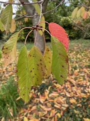 Wilsonomyces carpophilus