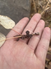 Aceria parapopuli