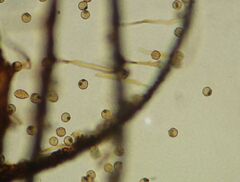 Cribraria mirabilis