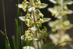 Cruciata glabra