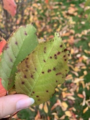 Wilsonomyces carpophilus