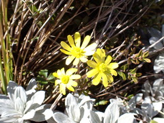 Ranunculus verticillatus