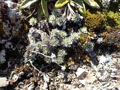 Leucogenes leontopodium