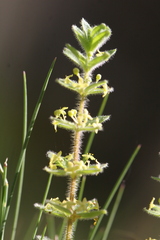 Cruciata glabra