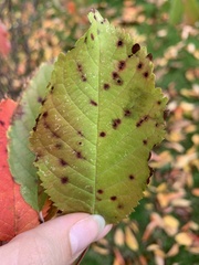 Wilsonomyces carpophilus