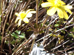 Ranunculus verticillatus