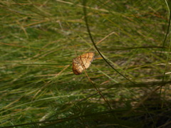 Idaea flaveolaria
