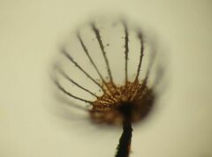 Cribraria mirabilis