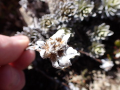 Leucogenes leontopodium