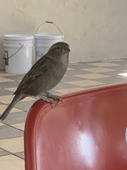 Passer domesticus
