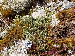 Kelleria dieffenbachii