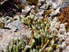 Kelleria dieffenbachii