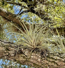 Tillandsia