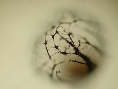 Cribraria mirabilis