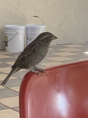 Passer domesticus