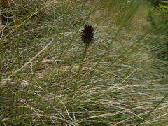 Gymnadenia