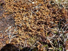 Lepidothamnus laxifolius