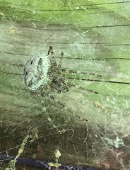 Araneus cavaticus