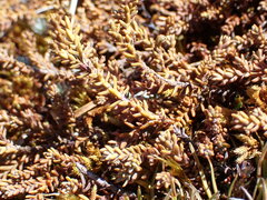 Lepidothamnus laxifolius