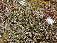 Astelia linearis