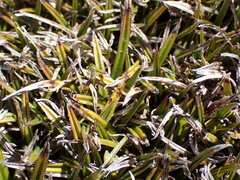 Astelia linearis