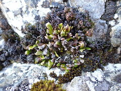 Notogrammitis crassior