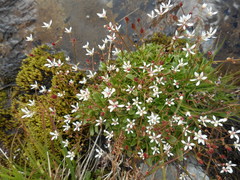 Micranthes stellaris robusta