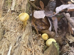 Cyptotrama chrysopepla