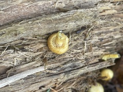 Cyptotrama chrysopepla