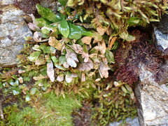 Notogrammitis crassior