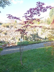 Acer japonicum