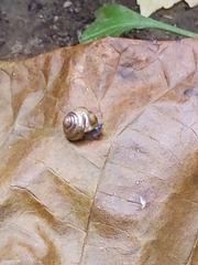 Ventridens ligera