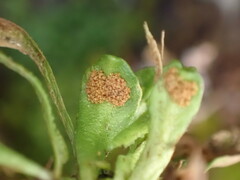 Notogrammitis crassior