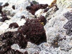 Andreaea