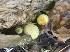 Cyptotrama chrysopepla