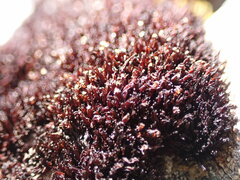 Andreaea