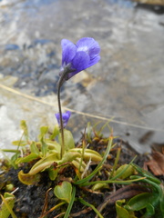 Pinguicula leptoceras
