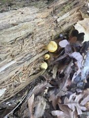 Cyptotrama chrysopepla