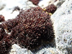 Andreaea