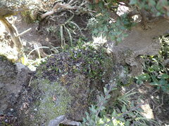 Notogrammitis crassior